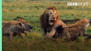 Lion Trapped by Clan of Hyenas  Dynasties