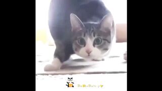 Неприлично смешные кошки! Подборка приколов с котами и кошками