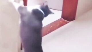 Flying cats. Funny