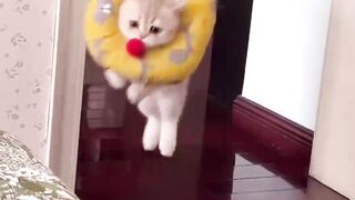 The best memes of cat funny
