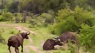 Entertainment video
