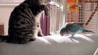 Entertainment video