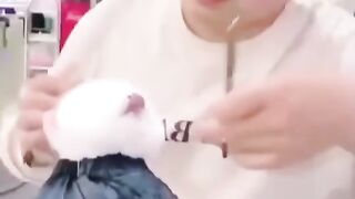 Cute puppy