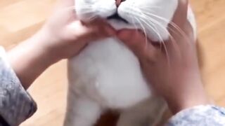 Full satisfied funny cat