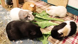 Ridiculous Guinea pig fight