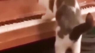 I suspect my cat is a human being. Fun