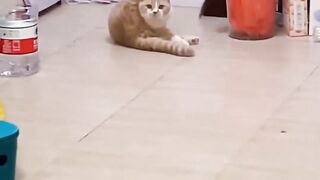 The cat made me laugh for 35 second. Funny