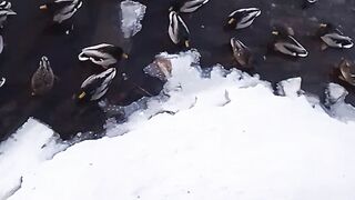Duck funny video / Duck comedy video