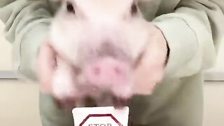 ОСТАНОВИТЕ-ТЕСТИРОВАНИЕ-НА-ЖИВОТНЫХ