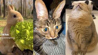 Cute Pet TikToks To Cheer You Up