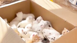 Kitten Rescue.Fun