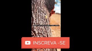 motivaçaodiaria