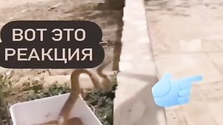 СУПЕР КОТ