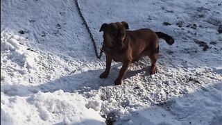 the dog Popgunchik sets his own records