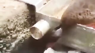 Funny animals ????☺️ funny videos cats and dogs