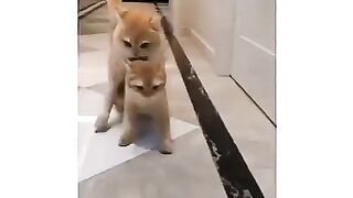 Funny animals and cats ???? funny videos