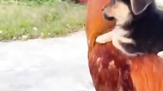 Go go funny animals ????☺️????