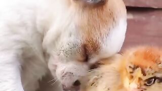 Puppy so sleepy