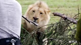 Bear's Wildest Moments Bear_WILDest_Moments_Animals_on_the_Loose__A_You_vs_Wild_Movie___Netflix_After_School