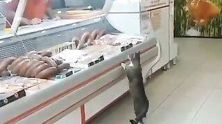 Cat shopping