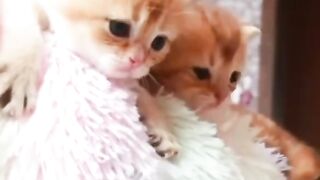 CUTE BEAUTIFUL CAT