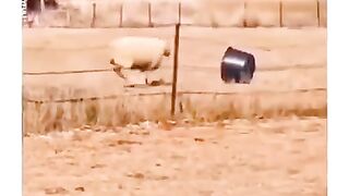funny joke about animals to watch