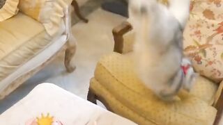 funny cat cooking lobster
