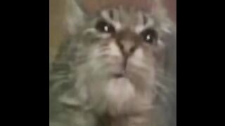 Kit sing Dame da ne