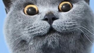 Знаете ли вы секреты этих ВОЛШЕБНЫХ _✌️✌️_ Cat TikTok Challenge #funnycat #catsoftiktok #shorts.