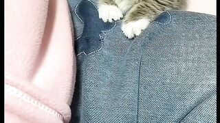 Cut cat