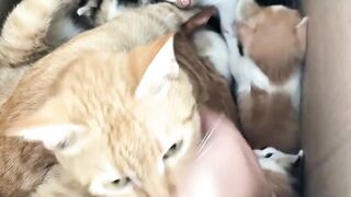 Penyusup Diantara Kucing dan Anak Kucing