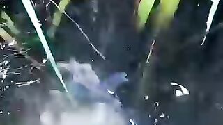 Fishing eel , big eel