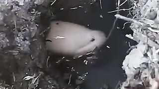 Fishing eel , eel albino, white eel