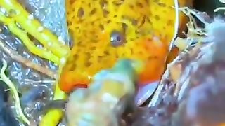 Fishing eel, big eel yellow