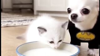 Beraninnya sama anak saya kau ya cat funny