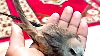 Burung Ababil Sang Penghancur Pasukan Abrahah dengan Pasukan Gajahnya