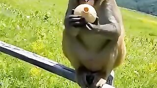 pranking monkeys
