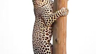clever monkey
