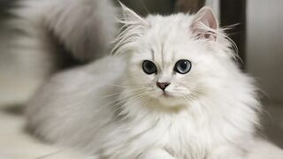 Kitty Cute