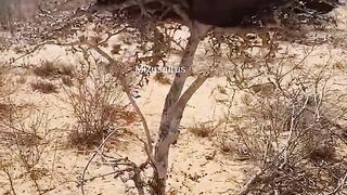 Cara tidur unik orang afrika