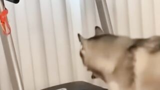 The Funniest Animal Moments Youll See Today   Try Not to Laugh!