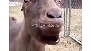 My Goat just wont Stop Talking! shorts goat annoyingpets screaminggoat funnypets viral meme