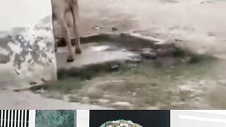 بیل نے بھی پتہ نہیں کونسی دشمنی نکالی