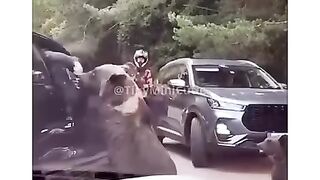 Can I Have A Snack, Hooman?  shorts bear munchies funny relatable wildlife animalcomedy