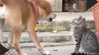 Anjing  Kucing Syuting Drama, Tapi Dubbing-nya Bikin Ngakak!