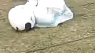 Lomba balap karung agustusan Bocil vs Dewasa