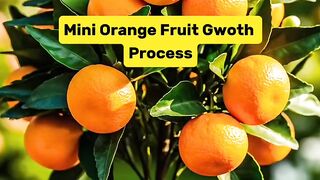 Mini Orange Growtj Process