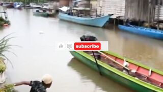 crocodile