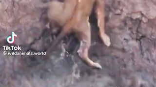 Wildanimals World