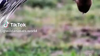 Animals wildlife